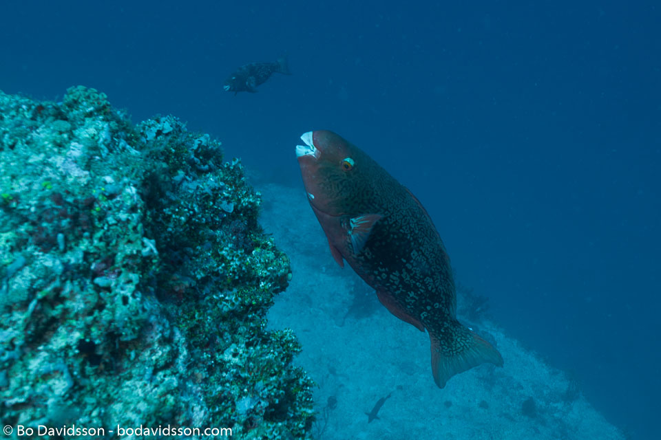 BD-150425-Maldives-8540-Scarus-rubroviolaceus.-Bleeker.-1847-[Ember-parrotfish].jpg